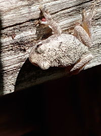Full frame shot of tree trunk