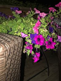 High angle view of pink flowers