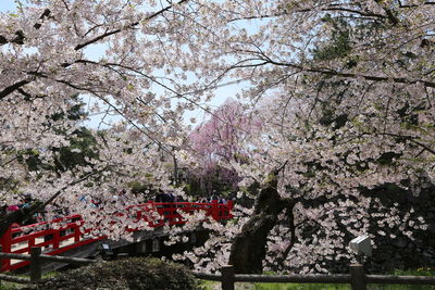 Cherry blossoms in spring