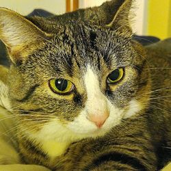 Close-up portrait of cat