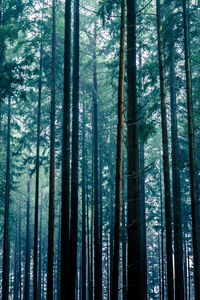 Low angle view of trees in forest