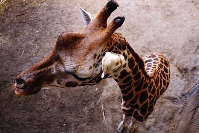 Close-up of giraffe