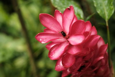 Close-up of pink flower