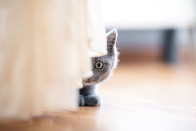 Close-up portrait of a cat