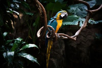 Close-up of bird perching on branch