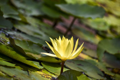 Close-up of yellow water lily