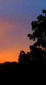 Silhouette trees against sky at night