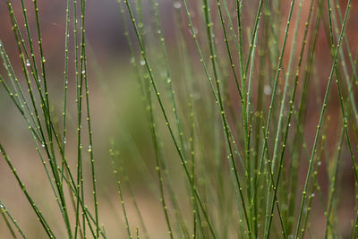 Close-up of wet plants during rainy season
