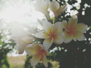 Close-up of flowers against blurred background