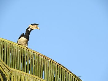 Low angle view of bird perching against clear blue sky