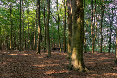 Pine trees in forest