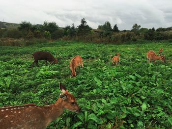 Sheep grazing on field against sky