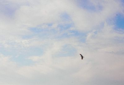 Low angle view of bird flying against sky