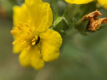 Close-up of yellow flowering plant