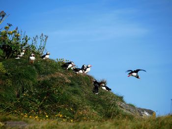 Bird flying in the sky