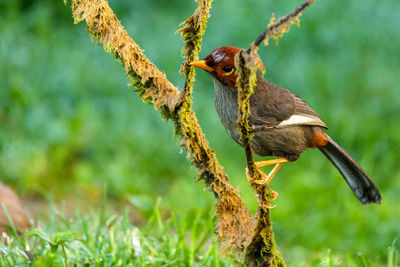 Close-up of a bird perching on branch