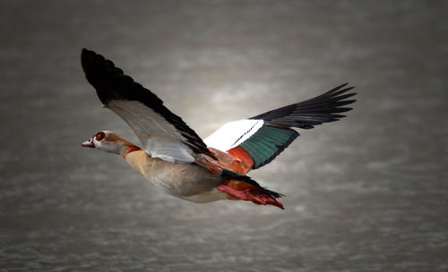 Close-up of bird flying in winter