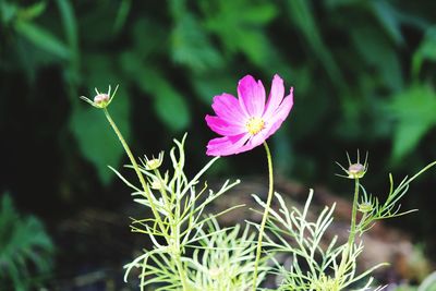 Close-up of insect on pink flowering plant