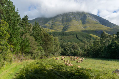 Scenic view of  rural dairy farm with heard of cows on a paddock