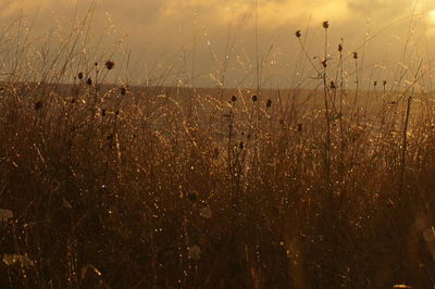 Close-up of plants growing on field against sky during sunset