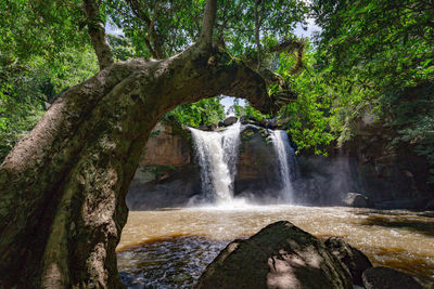 Scenic view of waterfall in forest