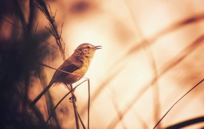 Close-up of bird perching on plant