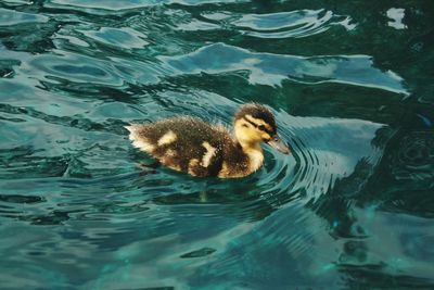 High angle view of duck swimming in lake