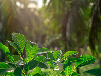 Close-up of fresh green leaves