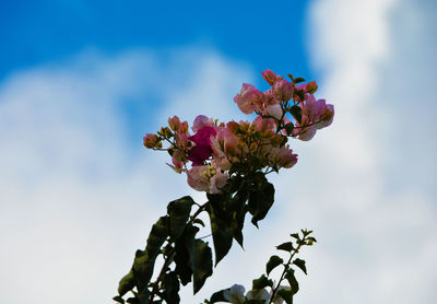 Close-up of pink flowering plant against sky