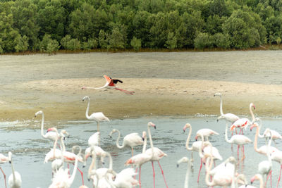 View of birds in lake