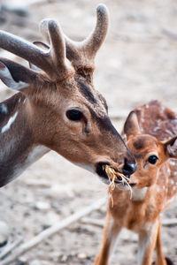 Close-up of deer