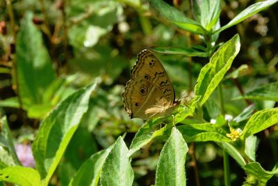 Close-up of butterfly pollinating on leaf