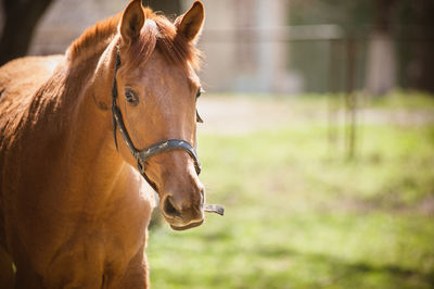 Close-up of horse on field