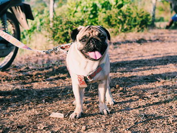 Portrait of a dog