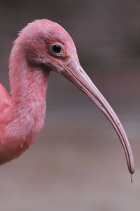 Close-up of a bird