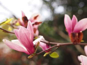 Close-up of pink flowers blooming outdoors