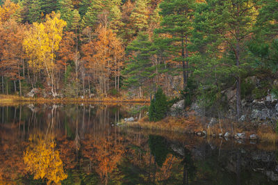 Scenic view of lake in forest during autumn