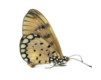 Close-up of butterfly on white background