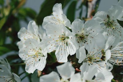 Close-up of white cherry blossoms