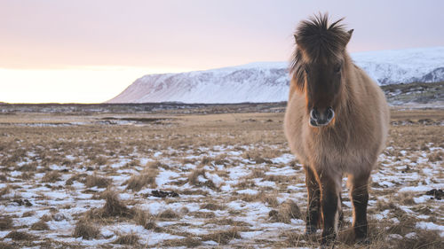 Horse standing on snow field against sky during sunset