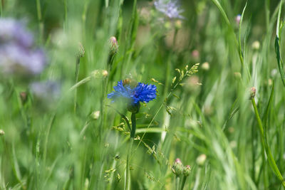 Close-up of purple flowering plant on field