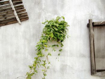 Close-up of ivy growing on wall