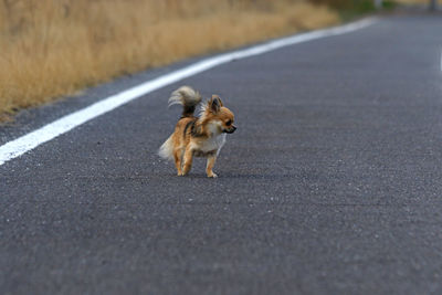 Dog running on road