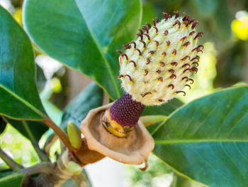 Close-up of honey bee on plant