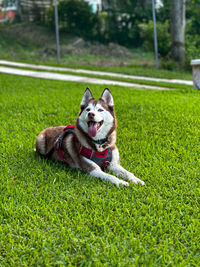 Dogs running on grassy field