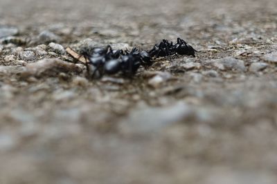 Close-up of ant on wood