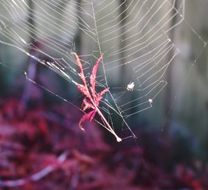 Close-up of spider web