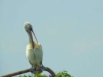 Low angle view of bird perching against clear sky