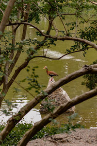 Bird perching on a tree