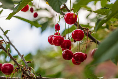 Close-up of red berries growing on tree